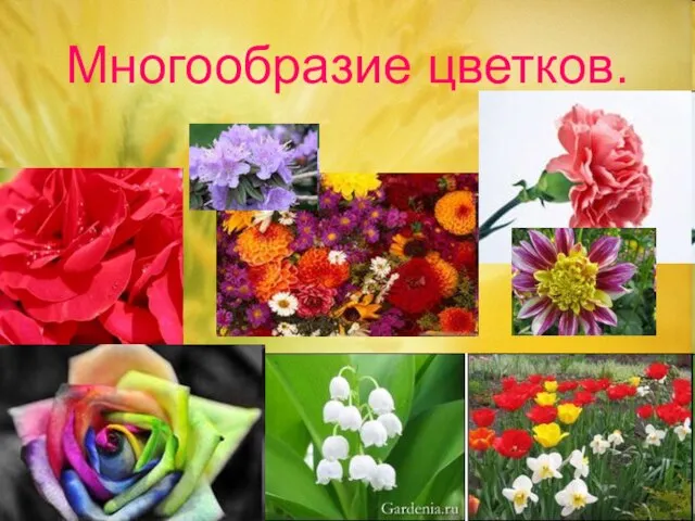 Многообразие цветков.