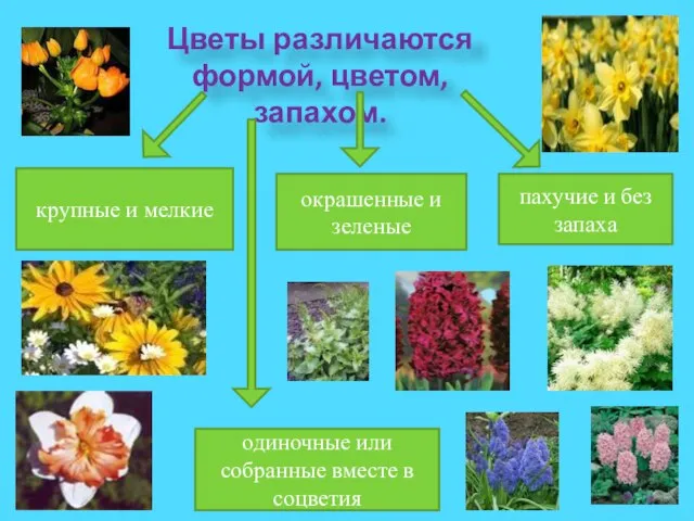 Цветы различаются формой, цветом, запахом. крупные и мелкие окрашенные и зеленые пахучие