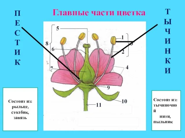 Главные части цветка П Е С Т И К Т Ы Ч