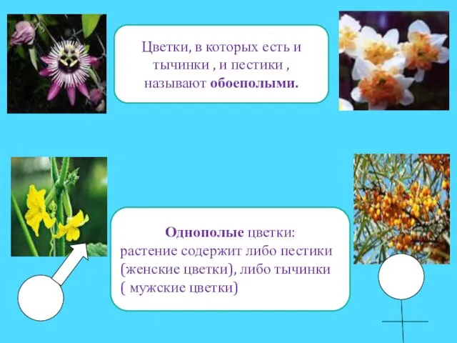 Цветки, в которых есть и тычинки , и пестики , называют обоеполыми.