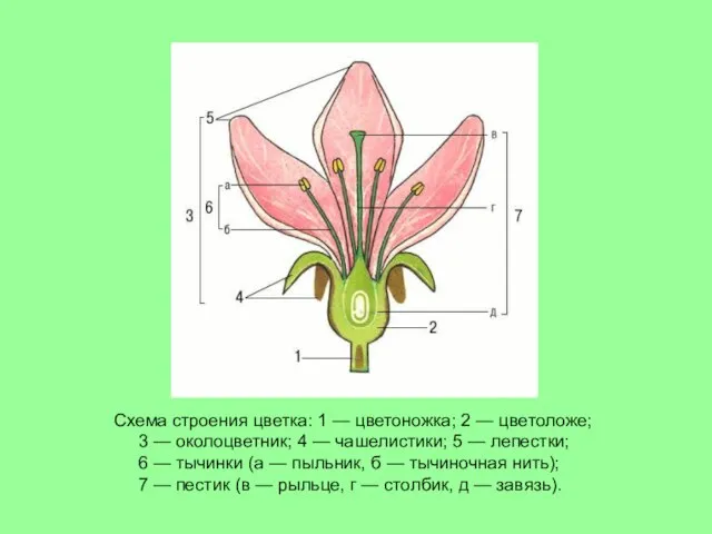 Схема строения цветка: 1 — цветоножка; 2 — цветоложе; 3 — околоцветник;