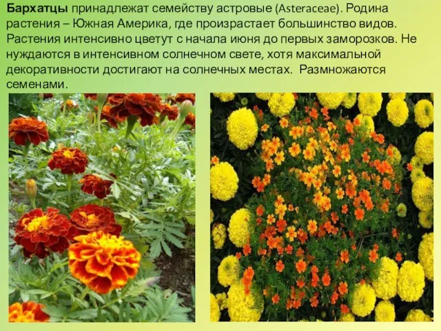 Бархатцы принадлежат семейству астровые (Asteraceae). Родина растения – Южная Америка, где произрастает