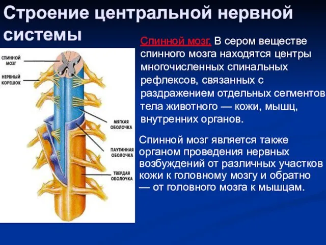 Строение центральной нервной системы Спинной мозг. В сером веществе спинного мозга находятся