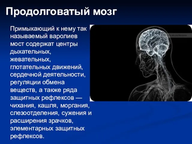 Продолговатый мозг Примыкающий к нему так называемый варолиев мост содержат центры дыхательных,