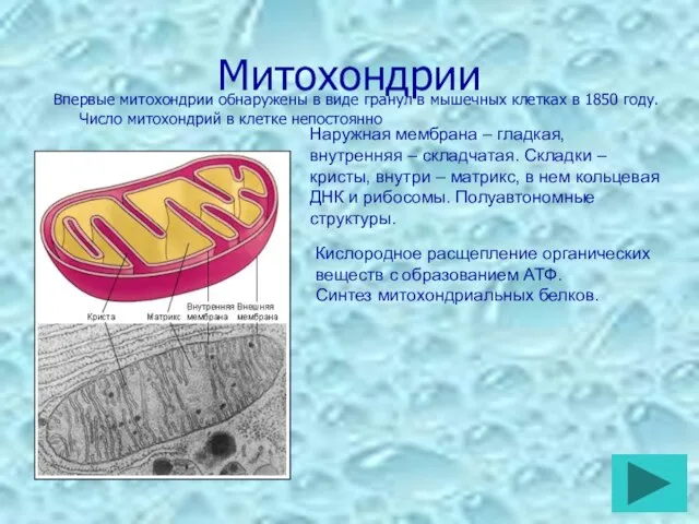 Митохондрии Впервые митохондрии обнаружены в виде гранул в мышечных клетках в 1850