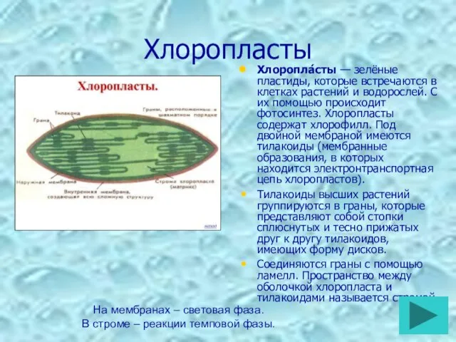 Хлоропласты Хлоропла́сты — зелёные пластиды, которые встречаются в клетках растений и водорослей.