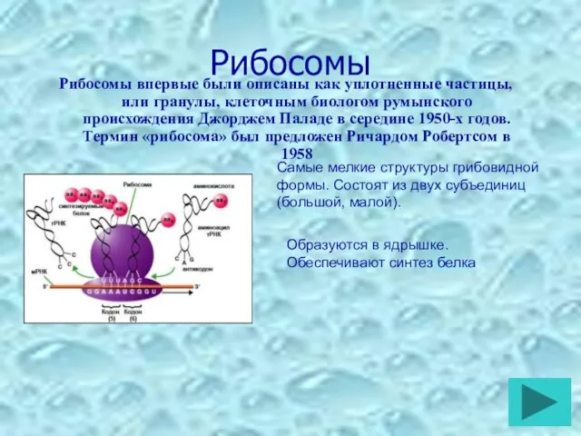 Рибосомы Рибосомы впервые были описаны как уплотненные частицы, или гранулы, клеточным биологом