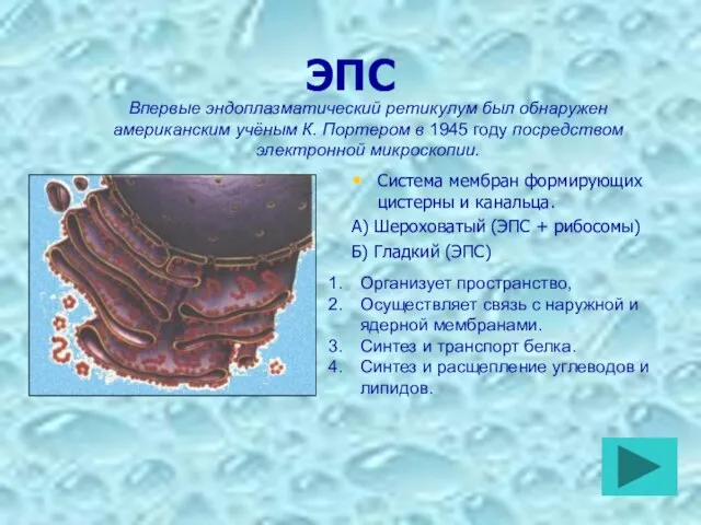 ЭПС Система мембран формирующих цистерны и канальца. А) Шероховатый (ЭПС + рибосомы)