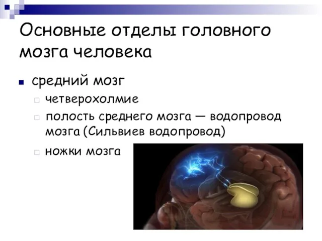 Основные отделы головного мозга человека средний мозг четверохолмие полость среднего мозга —