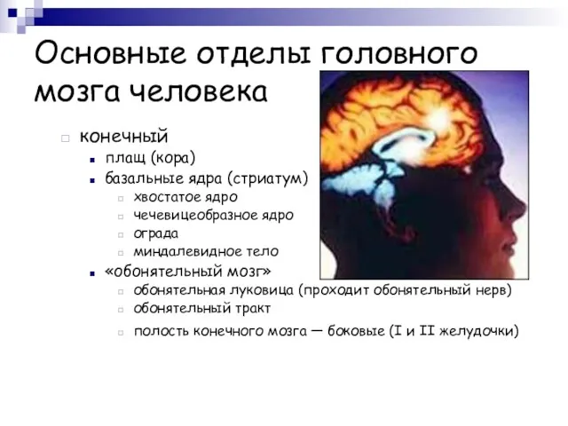 Основные отделы головного мозга человека конечный плащ (кора) базальные ядра (стриатум) хвостатое