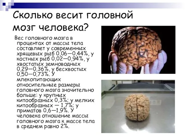 Сколько весит головной мозг человека? Вес головного мозга в процентах от массы