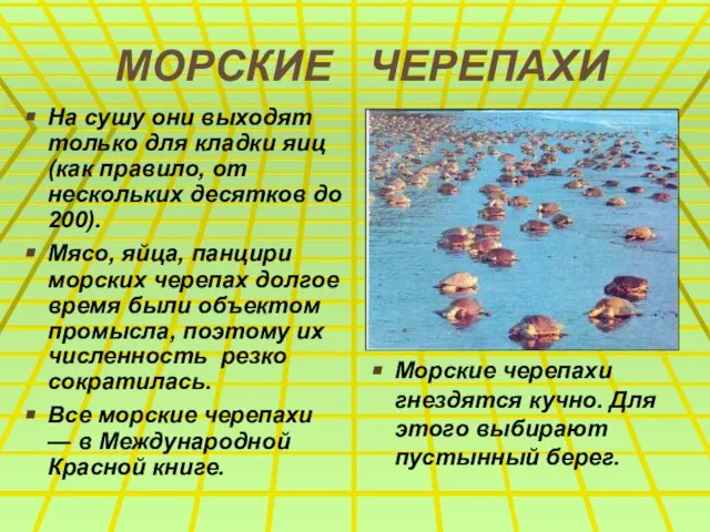 МОРСКИЕ ЧЕРЕПАХИ На сушу они выходят только для кладки яиц (как правило,