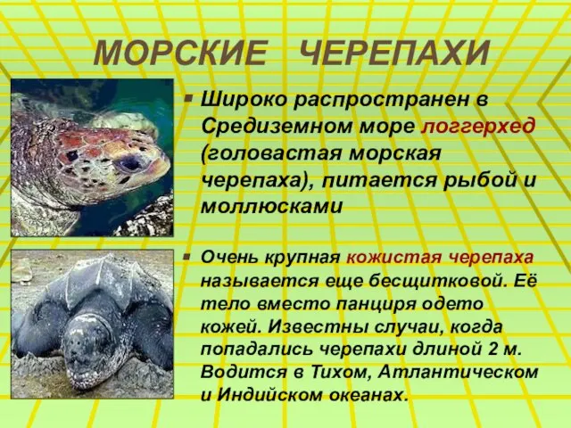 МОРСКИЕ ЧЕРЕПАХИ Широко распространен в Средиземном море логгерхед (головастая морская черепаха), питается