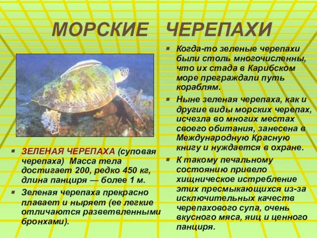МОРСКИЕ ЧЕРЕПАХИ ЗЕЛЕНАЯ ЧЕРЕПАХА (суповая черепаха) Масса тела достигает 200, редко 450