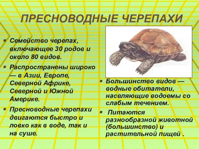 ПРЕСНОВОДНЫЕ ЧЕРЕПАХИ Семейство черепах, включающее 30 родов и около 80 видов. Распространены