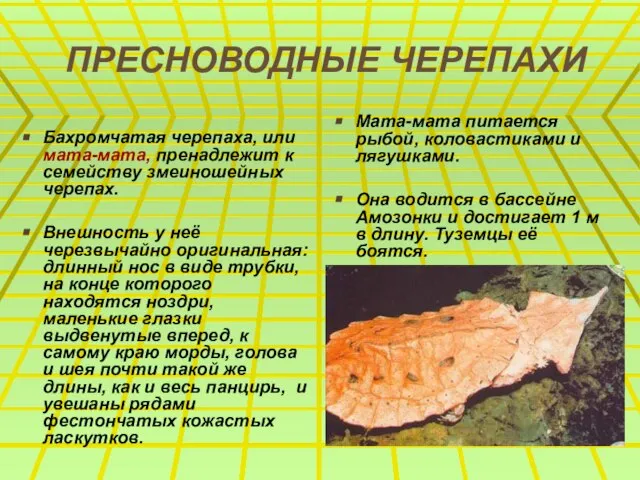 ПРЕСНОВОДНЫЕ ЧЕРЕПАХИ Бахромчатая черепаха, или мата-мата, пренадлежит к семейству змеиношейных черепах. Внешность