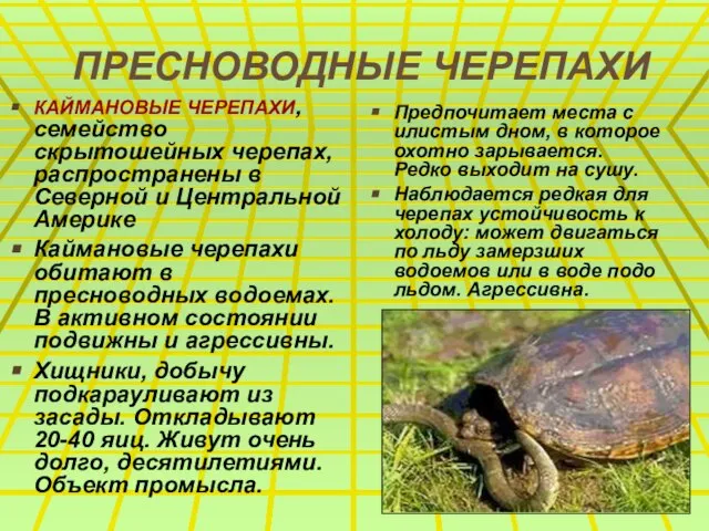 ПРЕСНОВОДНЫЕ ЧЕРЕПАХИ КАЙМАНОВЫЕ ЧЕРЕПАХИ, семейство скрытошейных черепах, распространены в Северной и Центральной