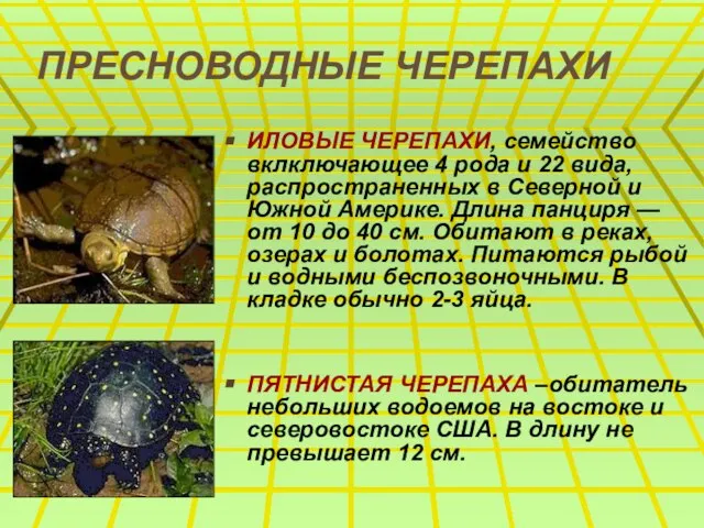 ПРЕСНОВОДНЫЕ ЧЕРЕПАХИ ИЛОВЫЕ ЧЕРЕПАХИ, семейство вклключающее 4 рода и 22 вида, распространенных