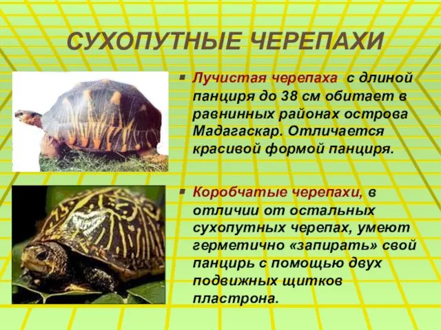 СУХОПУТНЫЕ ЧЕРЕПАХИ Лучистая черепаха с длиной панциря до 38 см обитает в