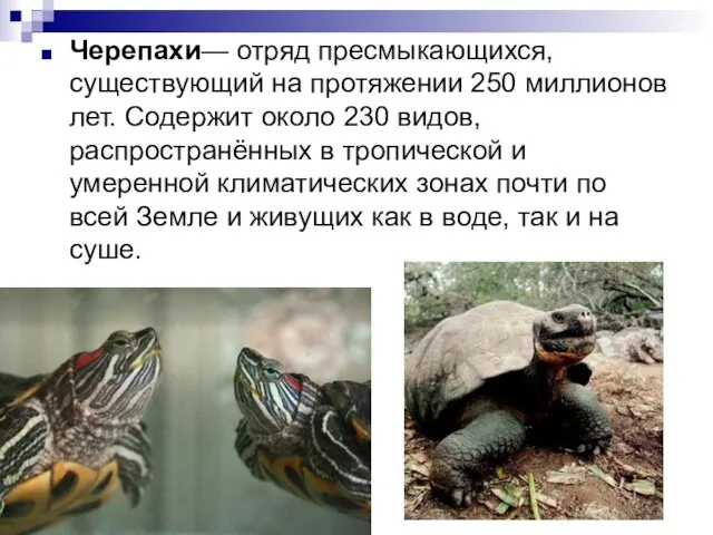 Черепахи— отряд пресмыкающихся, существующий на протяжении 250 миллионов лет. Содержит около 230