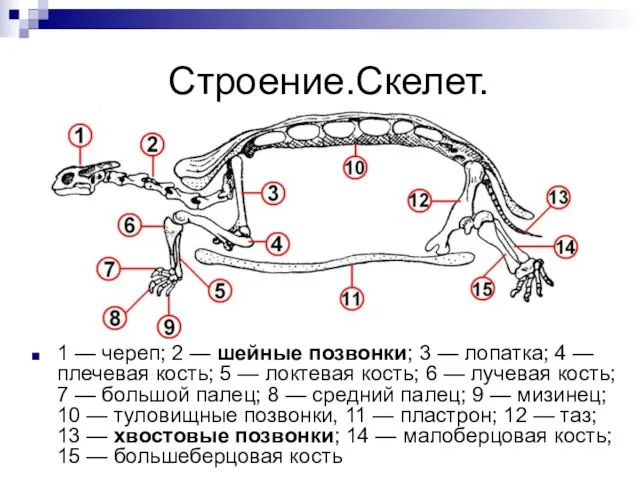 Строение.Скелет. 1 — череп; 2 — шейные позвонки; 3 — лопатка; 4
