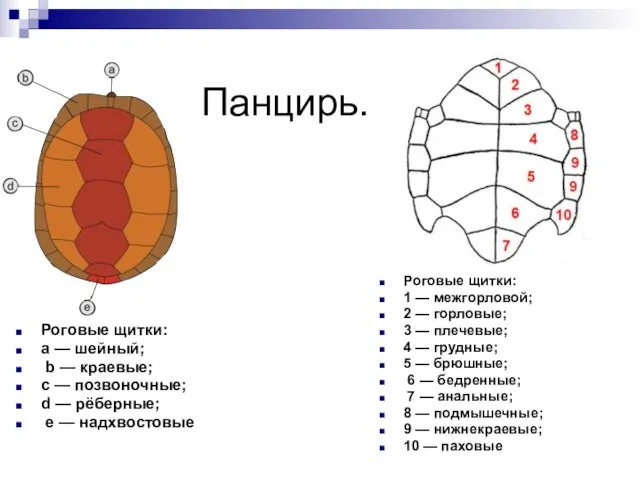 Панцирь. Роговые щитки: a — шейный; b — краевые; c — позвоночные;