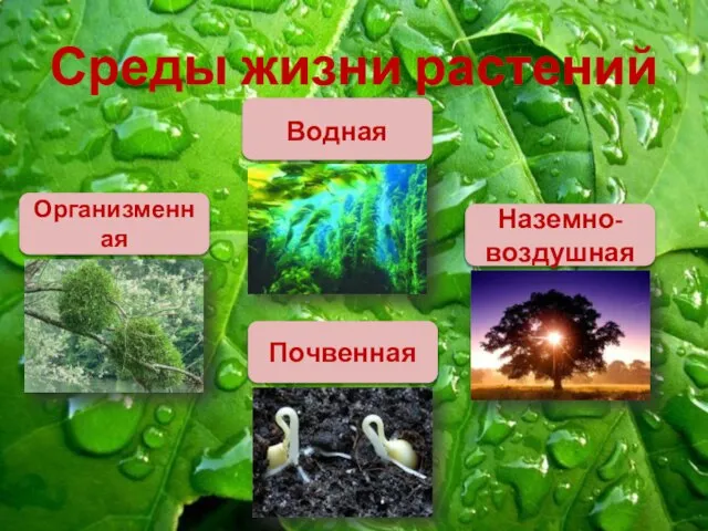 Среды жизни растений