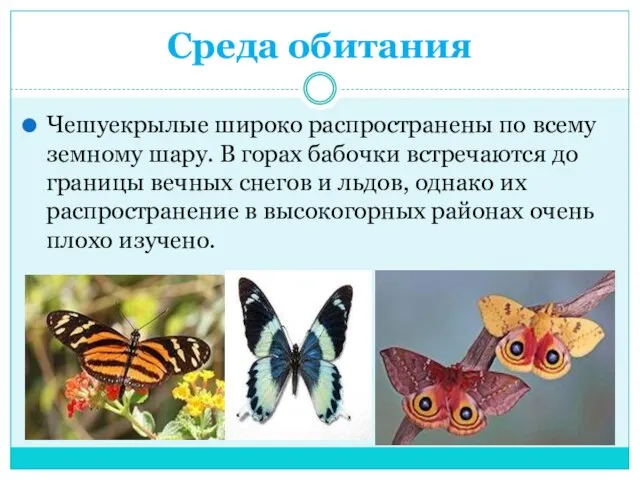 Среда обитания Чешуекрылые широко распространены по всему земному шару. В горах бабочки