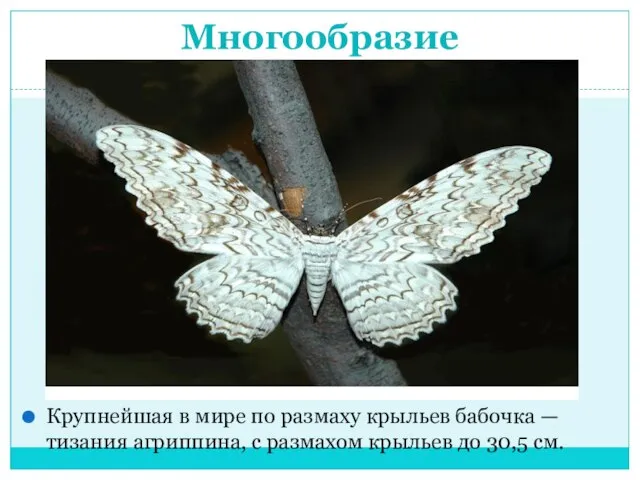 Многообразие Крупнейшая в мире по размаху крыльев бабочка — тизания агриппина, с