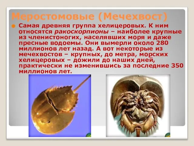 Меростомовые (Мечехвост) Самая древняя группа хелицеровых. К ним относятся ракоскорпионы – наиболее