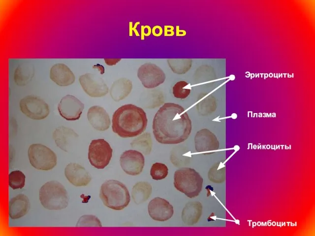 Кровь Эритроциты Лейкоциты Тромбоциты Плазма