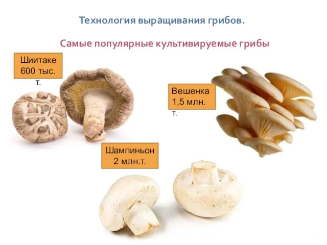 Технология выращивания грибов. Самые популярные культивируемые грибы Вешенка 1,5 млн.т. Шампиньон 2 млн.т. Шиитаке 600 тыс.т.