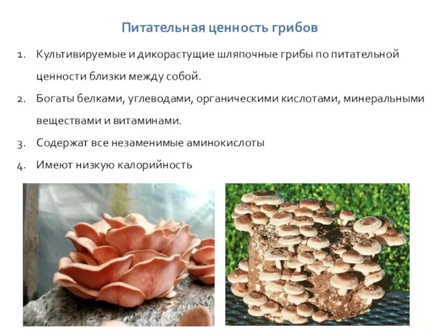 Питательная ценность грибов Культивируемые и дикорастущие шляпочные грибы по питательной ценности близки