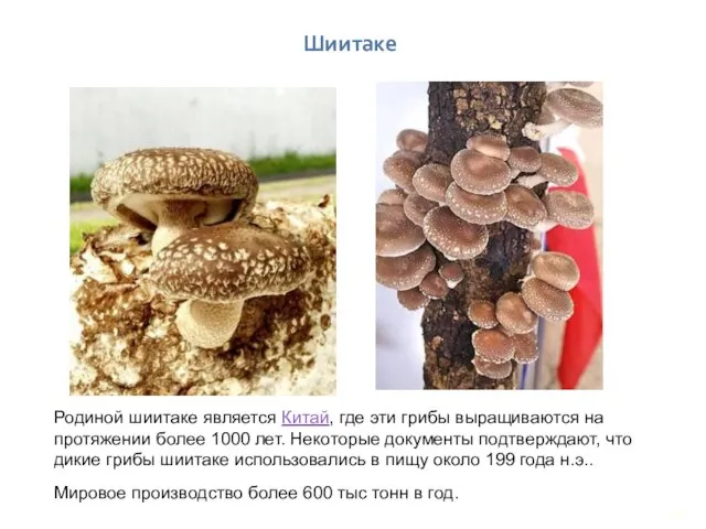 Родиной шиитаке является Китай, где эти грибы выращиваются на протяжении более 1000