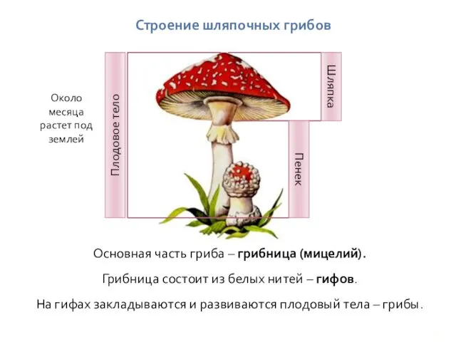Строение шляпочных грибов Основная часть гриба – грибница (мицелий). Грибница состоит из