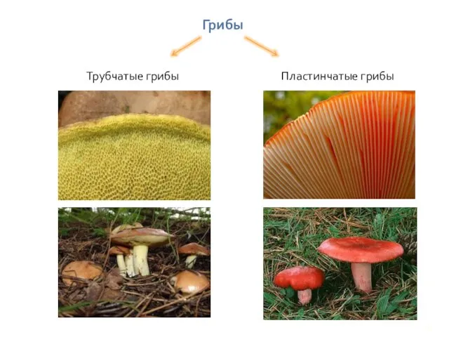 Грибы Трубчатые грибы Пластинчатые грибы