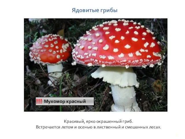 Ядовитые грибы Мухомор красный !!! Красивый, ярко окрашенный гриб. Встречается летом и