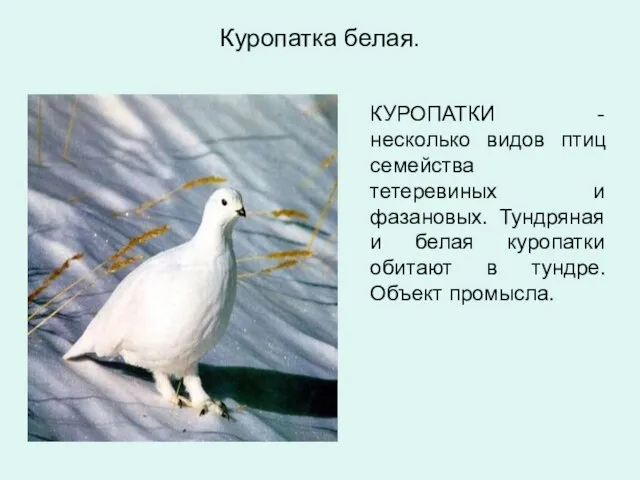 Куропатка белая. КУРОПАТКИ - несколько видов птиц семейства тетеревиных и фазановых. Тундряная