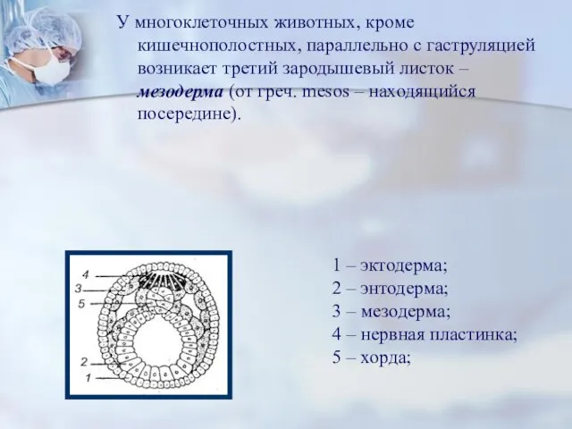 У многоклеточных животных, кроме кишечнополостных, параллельно с гаструляцией возникает третий зародышевый листок