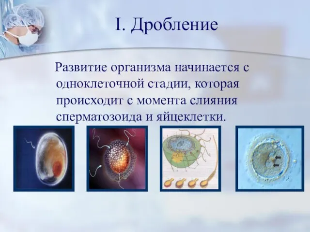 I. Дробление Развитие организма начинается с одноклеточной стадии, которая происходит с момента слияния сперматозоида и яйцеклетки.