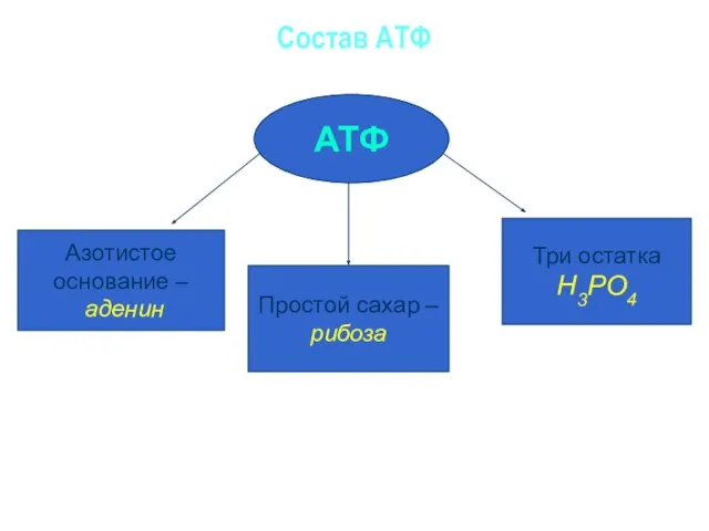 Состав АТФ АТФ Азотистое основание – аденин Простой сахар – рибоза Три остатка Н3РО4