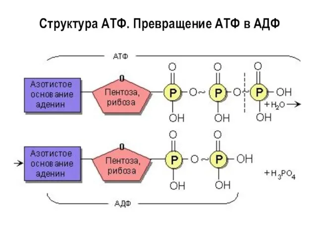 Структура АТФ. Превращение АТФ в АДФ