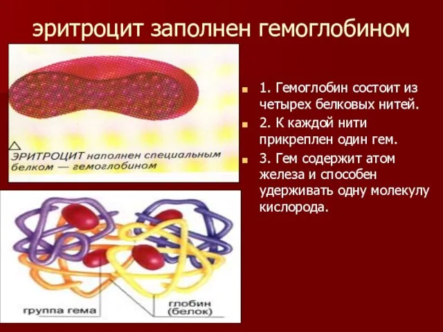 эритроцит заполнен гемоглобином 1. Гемоглобин состоит из четырех белковых нитей. 2. К