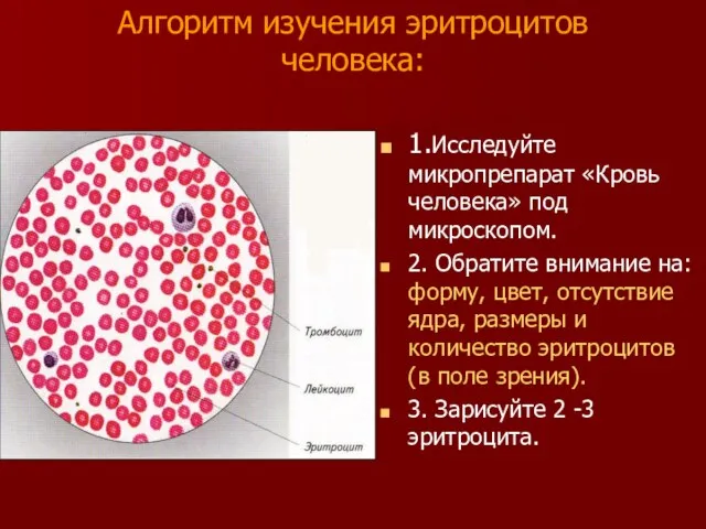 Алгоритм изучения эритроцитов человека: 1.Исследуйте микропрепарат «Кровь человека» под микроскопом. 2. Обратите