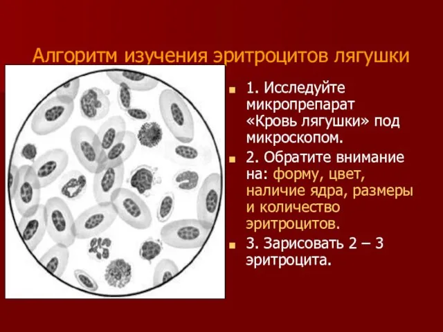 Алгоритм изучения эритроцитов лягушки 1. Исследуйте микропрепарат «Кровь лягушки» под микроскопом. 2.