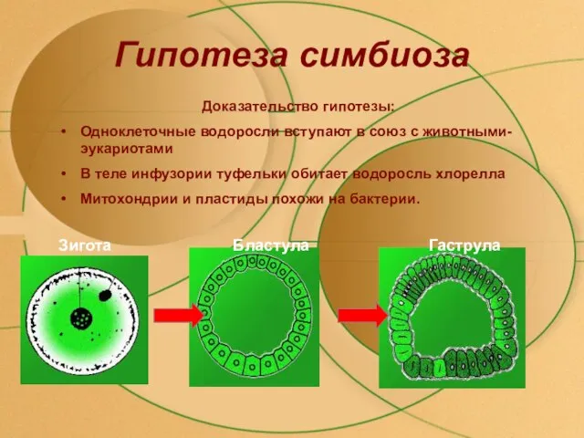 Гипотеза симбиоза Доказательство гипотезы: Одноклеточные водоросли вступают в союз с животными-эукариотами В