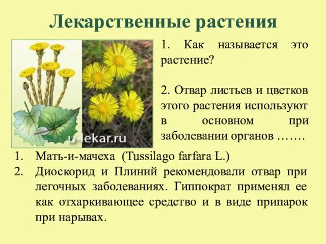Лекарственные растения 1. Как называется это растение? 2. Отвар листьев и цветков