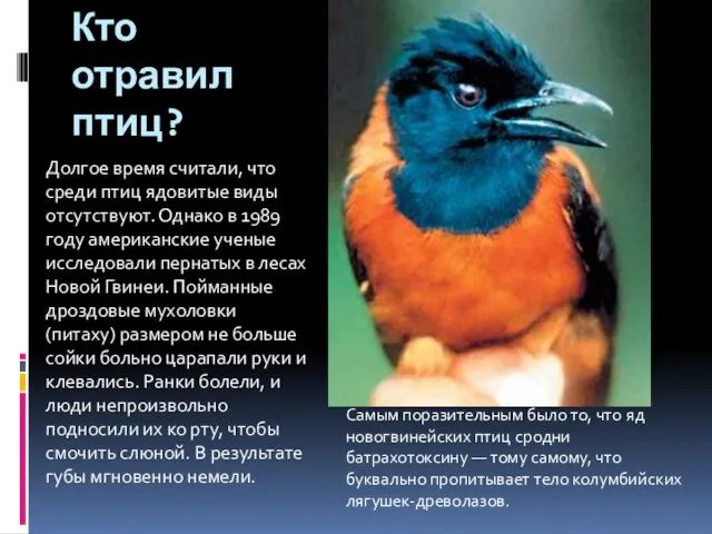 Кто отравил птиц? Долгое время считали, что среди птиц ядовитые виды отсутствуют.