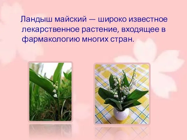 Ландыш майский — широко известное лекарственное растение, входящее в фармакологию многих стран.