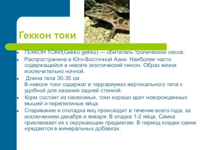 Геккон токи ГЕККОН ТОКИ(Gekko gekko) — обитатель тропических лесов. Распространена в Юго-Восточной